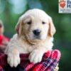 Image of Brady, a Golden Retriever puppy