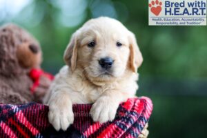 Image of Brady, a Golden Retriever puppy