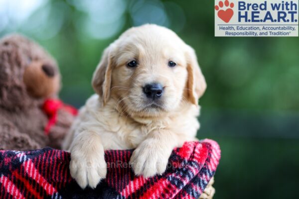 Image of Brady, a Golden Retriever puppy