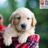 Image of Brady, a Golden Retriever puppy