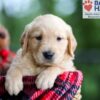 Image of Brady, a Golden Retriever puppy