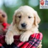 Image of Brady, a Golden Retriever puppy
