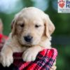 Image of Brady, a Golden Retriever puppy