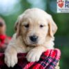 Image of Brady, a Golden Retriever puppy