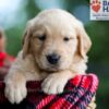 Image of Brady, a Golden Retriever puppy