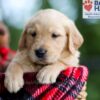 Image of Brady, a Golden Retriever puppy