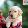 Image of Brady, a Golden Retriever puppy