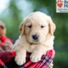 Image of Brady, a Golden Retriever puppy