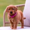 Image of Brie, a Golden Retriever puppy
