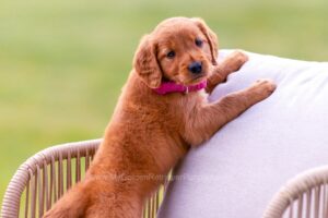 Image of Brie, a Golden Retriever puppy