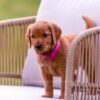 Image of Brie, a Golden Retriever puppy
