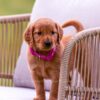 Image of Brie, a Golden Retriever puppy