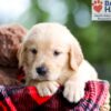 Image of Brock, a Golden Retriever puppy