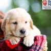 Image of Brock, a Golden Retriever puppy