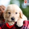 Image of Brock, a Golden Retriever puppy