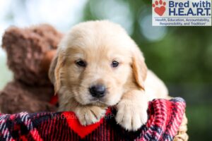 Image of Brock, a Golden Retriever puppy