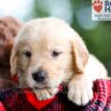 Image of Brock, a Golden Retriever puppy