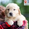 Image of Buddy, a Golden Retriever puppy
