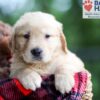 Image of Buddy, a Golden Retriever puppy