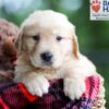 Image of Buddy, a Golden Retriever puppy