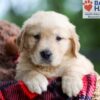 Image of Buddy, a Golden Retriever puppy