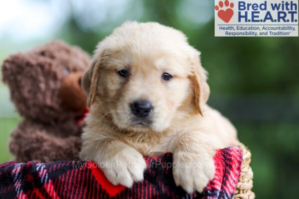 Image of Buddy, a Golden Retriever puppy