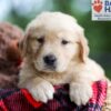 Image of Buddy, a Golden Retriever puppy