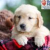Image of Buddy, a Golden Retriever puppy