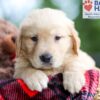 Image of Buddy, a Golden Retriever puppy