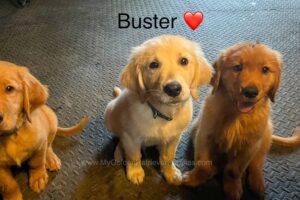 Image of Buster (trained), a Golden Retriever puppy