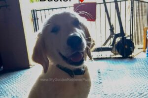Image of Buster (trained), a Golden Retriever puppy
