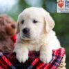Image of Buster, a Golden Retriever puppy