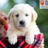 Image of Buster, a Golden Retriever puppy