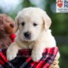 Image of Buster, a Golden Retriever puppy