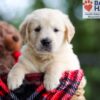 Image of Buster, a Golden Retriever puppy