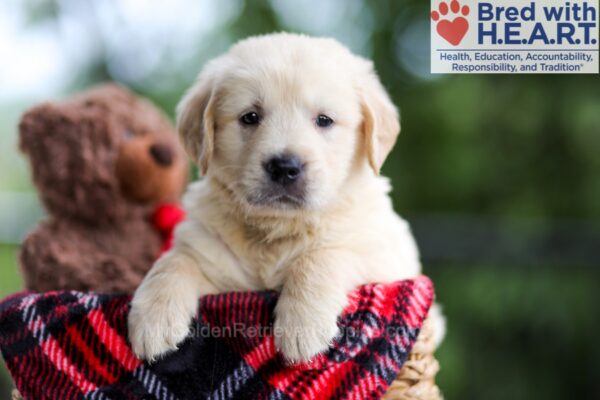 Image of Buster, a Golden Retriever puppy