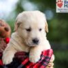 Image of Buster, a Golden Retriever puppy