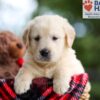 Image of Buster, a Golden Retriever puppy