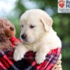 Image of Buster, a Golden Retriever puppy