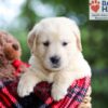 Image of Buster, a Golden Retriever puppy