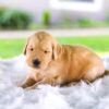 Image of Candace, a Golden Retriever puppy