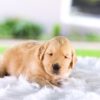 Image of Candace, a Golden Retriever puppy