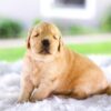 Image of Candace, a Golden Retriever puppy