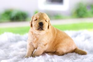 Image of Candace, a Golden Retriever puppy