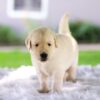 Image of Casper, a Golden Retriever puppy
