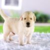 Image of Casper, a Golden Retriever puppy