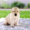 Image of Casper, a Golden Retriever puppy