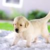 Image of Casper, a Golden Retriever puppy