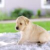 Image of Casper, a Golden Retriever puppy