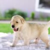Image of Casper, a Golden Retriever puppy